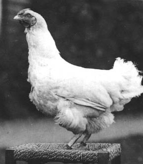 Champion egg laying hen