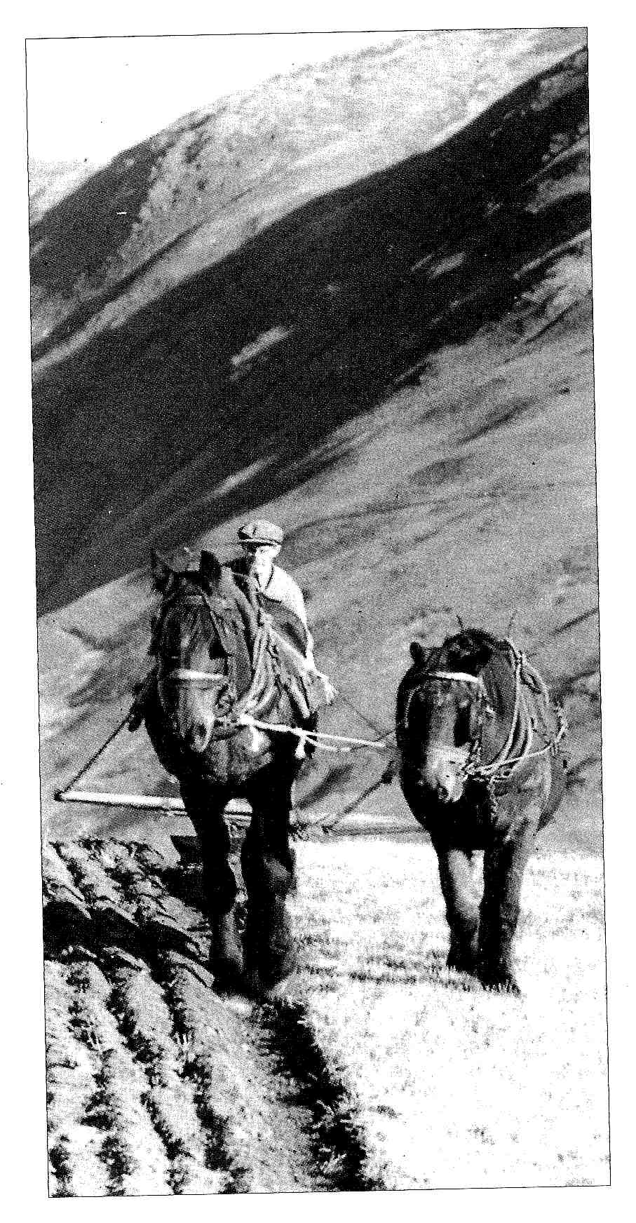 a clydesdale horse and a fell pony drawing a plough in hill country