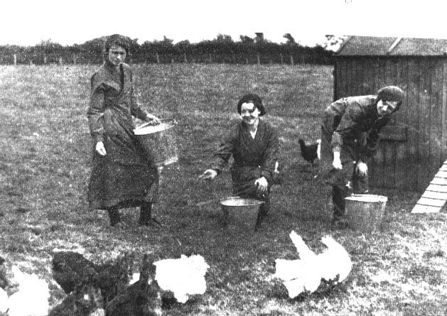 Feeding outdoor chickens, 1930s