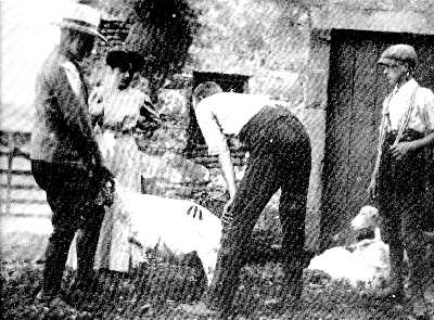 Marking sheep at Red Mire Farm, 1900