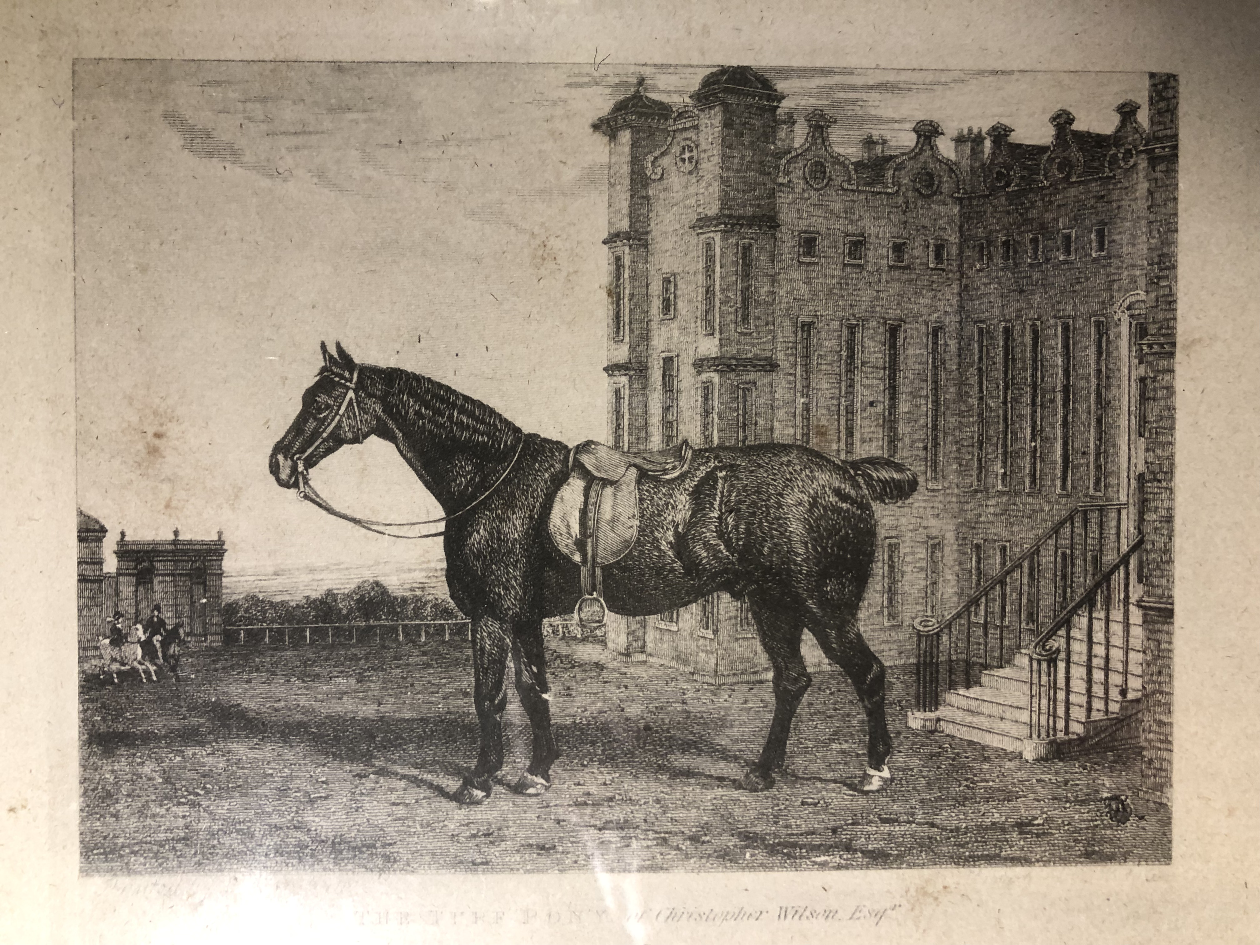 Turf pony, saddled and bridled, outside large country house