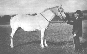 Grey Fell mare, 2nd in 1910 at Kirkby stephen