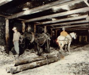 down in the mine: black fell and grey Welsh ponies with miners, moving pit props