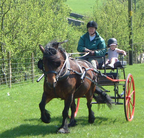 bay fell pony mare being driving in a red cross country carriage