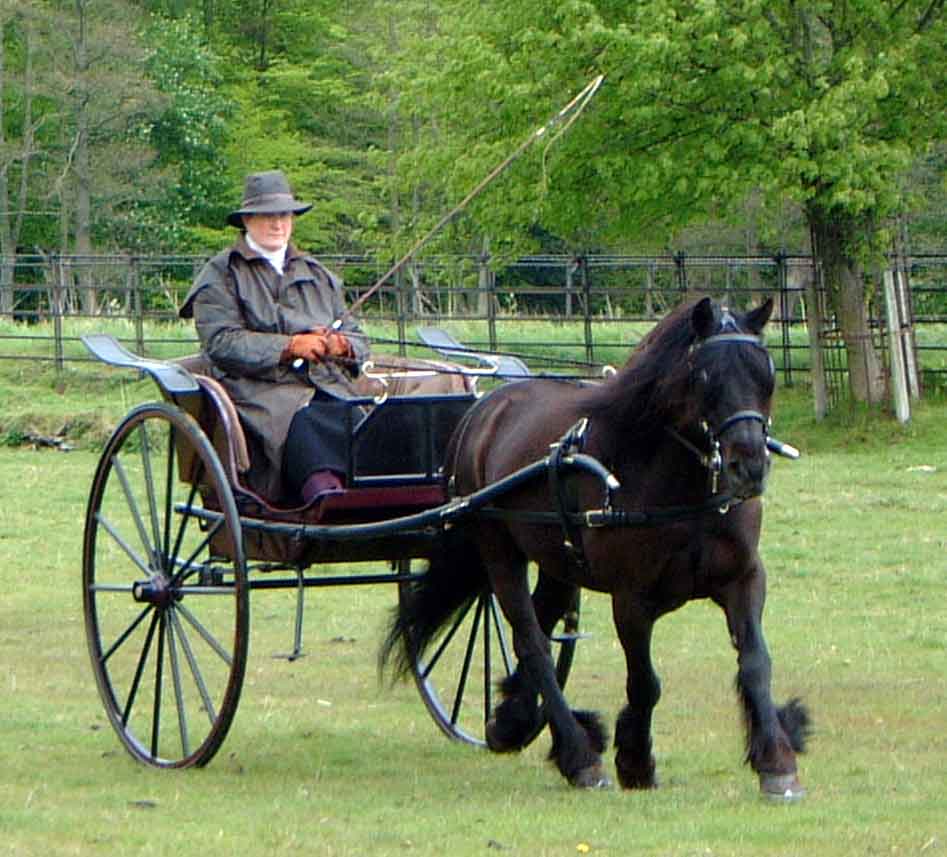 black fell pony gelding being drivin in a Leftley Gig at Dalemain.
