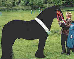 Fell stallion, Waverhead Prince II, 13.3, aged 17 when this photo was taken