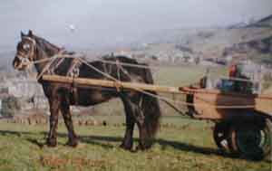Fell mare with modern working cart