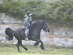black stallion galloping