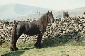Tebay Jenny, black mare, on the Howgill Fells