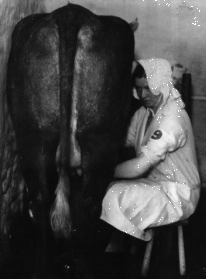 young woman milking a cow