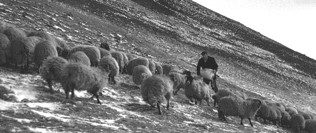 Feeding sheep on the fell, 1969/70