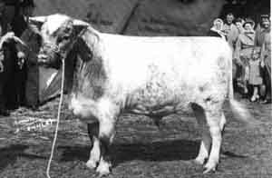 Young light roan Shorthorn bull.