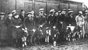 Young farmers in overcoats and caps on a cold day; with shorthorn calves 