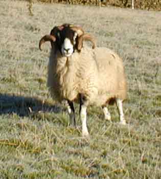 swaledale ram with wide curling horns, black face and silver muzzle