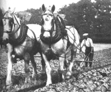 ploughing with 2 Percherons