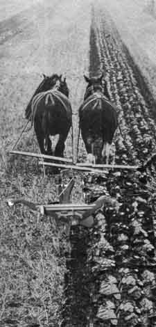 working view of two horse plough