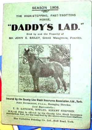 Stud card for Daddy's Lad: Brown horse with two white hind heels