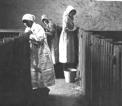 Girls in white coveralls, feeding calves, 1900s
