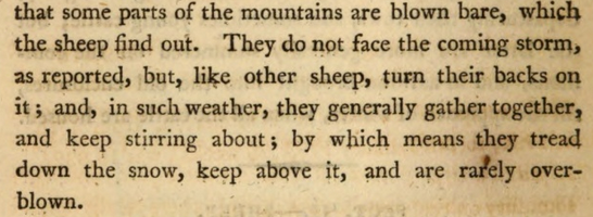 summary text: they do not face the coming storm, but, like other sheep, turn their backs on it