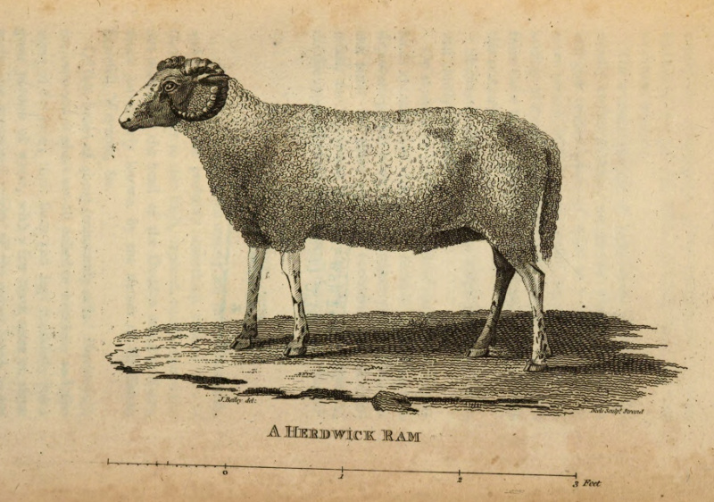 drawing of herdwick ram, about 1794