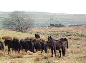 Fell ponies on the fell between Shap and Greenholme