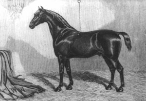Sir George, foaled 1866 - foundation stallion of the Hackney Pony breed