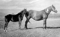 Black and white photo of mare and foal