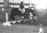 A Disabled rider negotiates an obstacle on a Fell pony