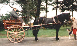 Swindale Rose aged 7 to a Norfolk cart