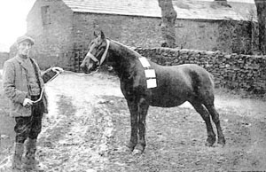 Sweet Heather, 2nd at Brough  in 1910 and 1911
