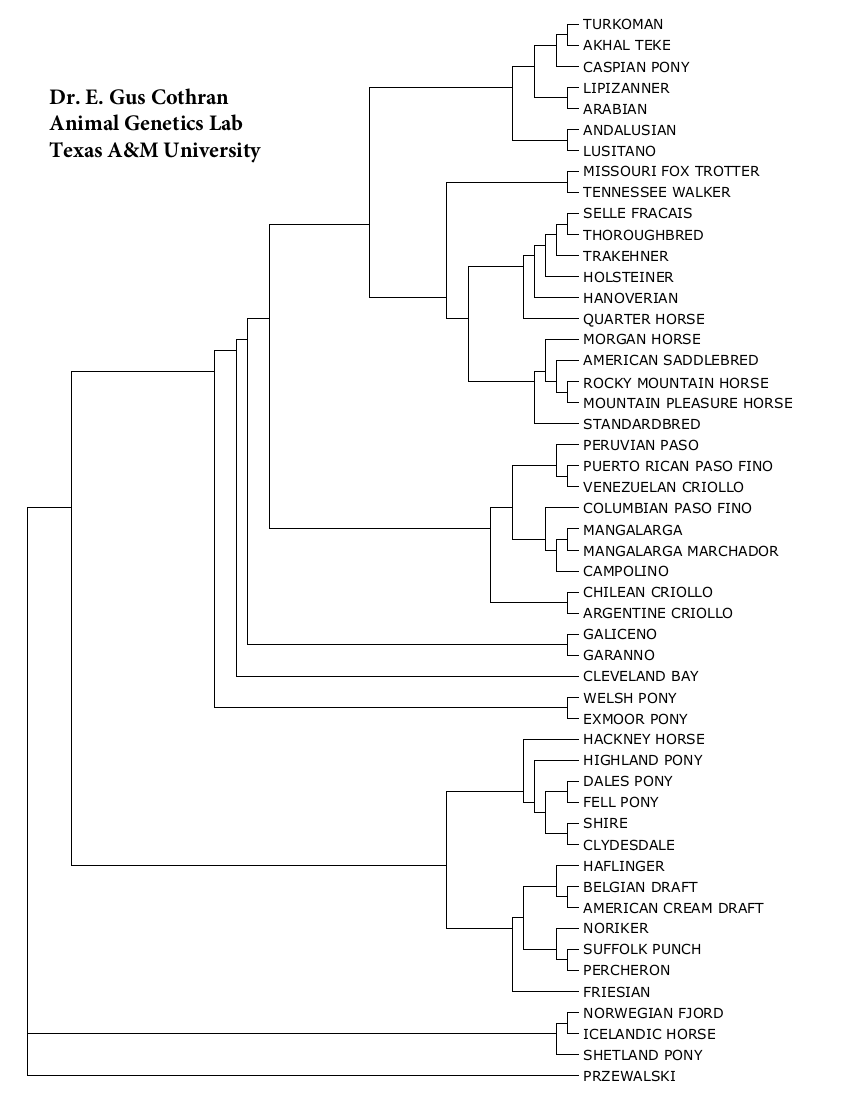 diagram showing phylogenetic tree of relationships between Fell and other breeds