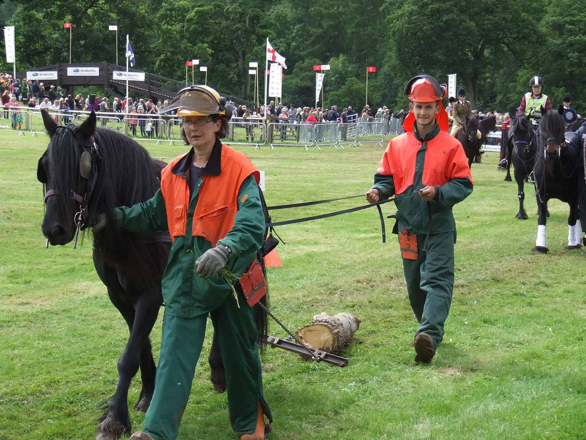 two people in high vis clothing and helmets demonstrate pony pulling logs for forestry work