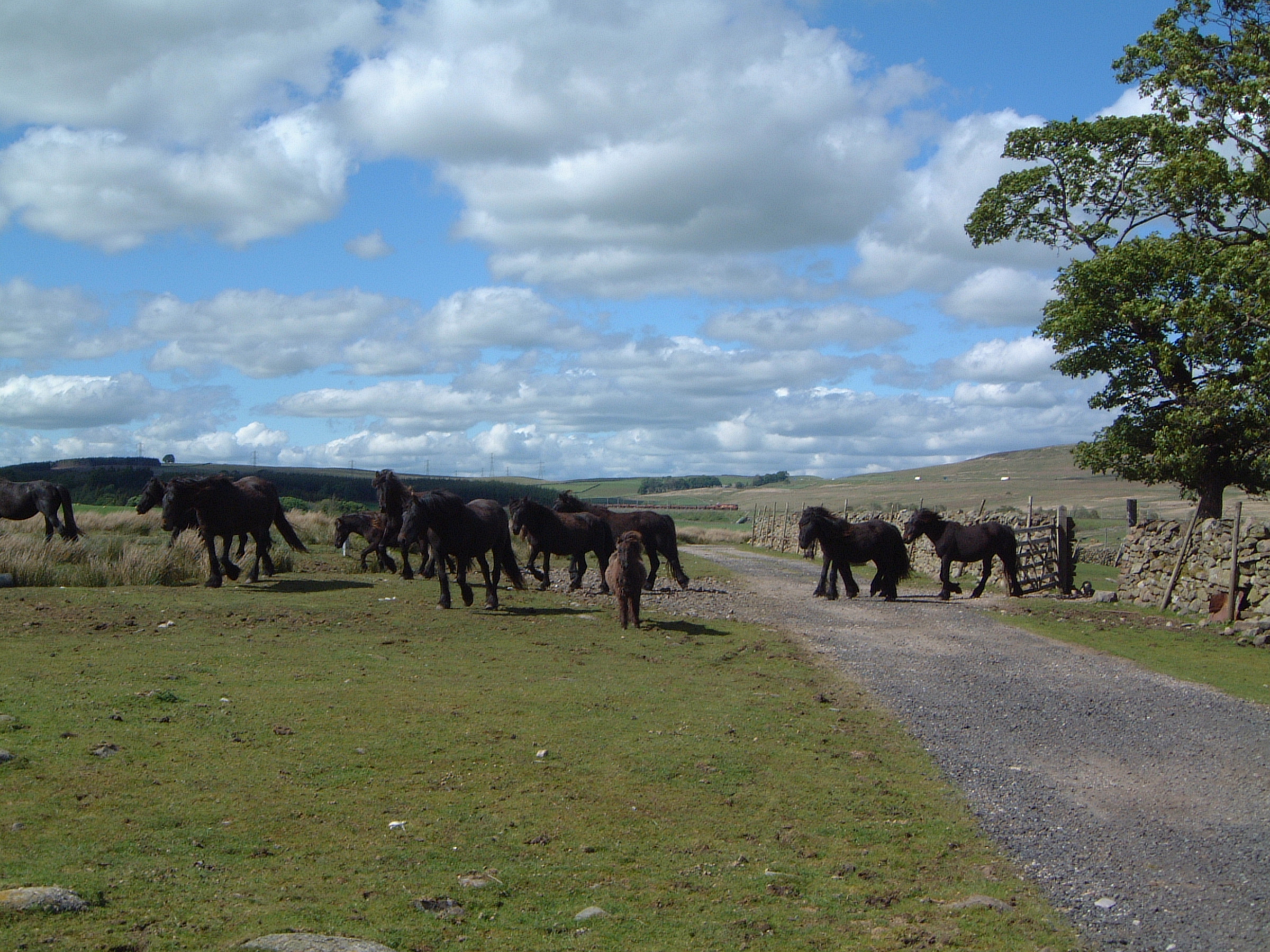 fell ponies on Birkbeck common in 2005