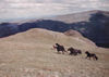 Wild mares galloping on the fell