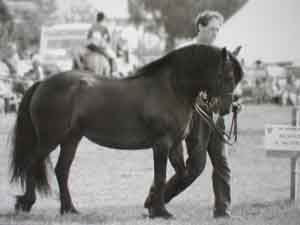 Champion Fell mare, 1990s