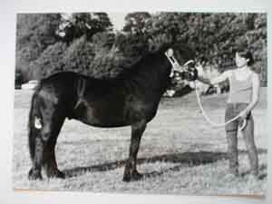 In hand Breed champion 1980s