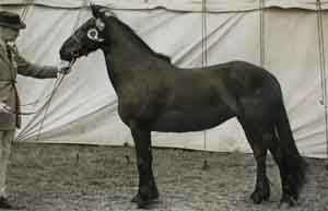 Prizewinning Fell mares of the 1950s