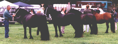Mares line up for the Senior class at the Breed Show 2000