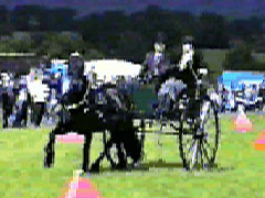 black pony trotting with show vehicle