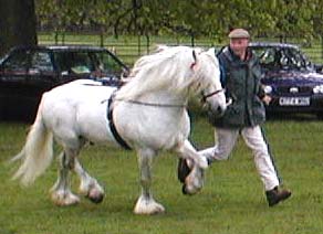 grey stallion trotting in-hand at show