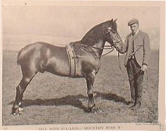 Bay Fell pony stallion, Mountain Hero II, from 1910 British Agricultural Encyclopaedia.