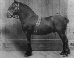 Fell stallion, Mountain Ranger, 13.3, noted sire and prize winner