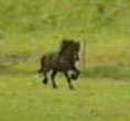 black filly trotting