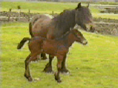 bay mare and foal