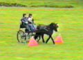 black pony being driven