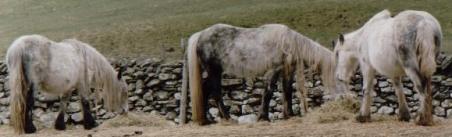 grey Heltondale ponies