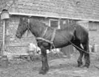 Black and white photo (1970s) of Friesian mare