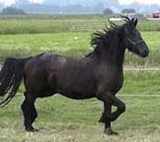 modern Friesian horse