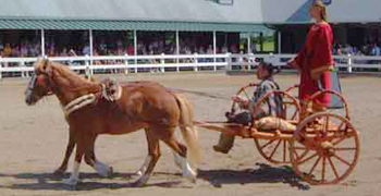 two small ponies pulling a reconstructed British chariot