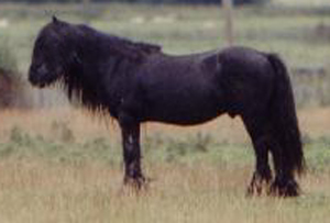 T. C. Victor: black stallion in rough pasture